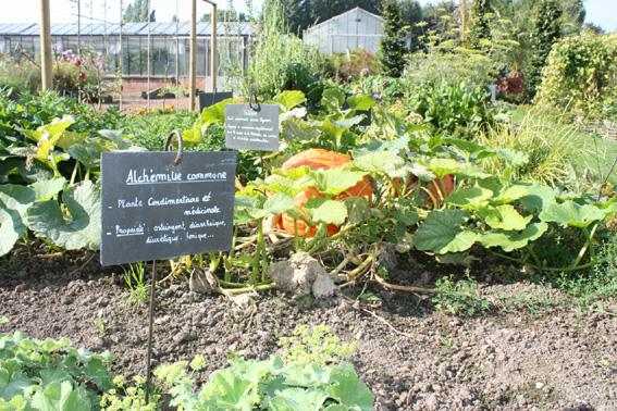 Potager_therapeutique