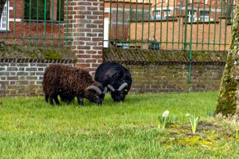 2 moutons noirs éco-pâturage_v2